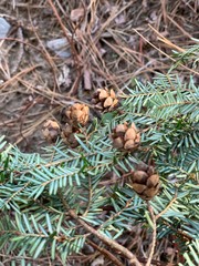 close up of a pine cone