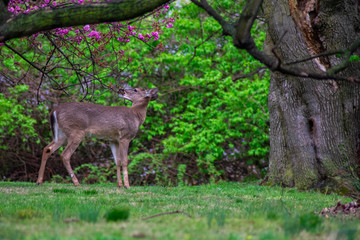 A Deer Eating Flowers off a Tree