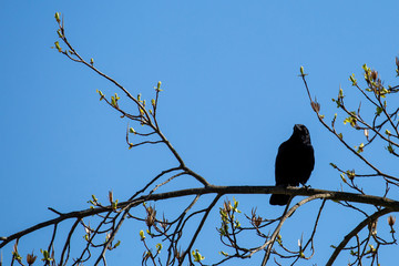 crow on a branch