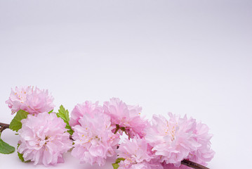 Fototapeta na wymiar Three-Bladed Almond (Louisiana) Rosenmund pink color