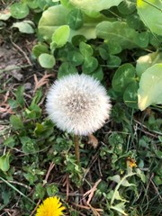 white dandelion in the spring wind