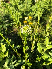 meadow of grass and weeds with small flowers