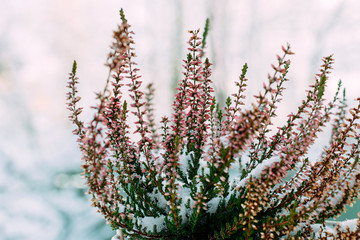 Heather. Heather bush. Heather in a pot.