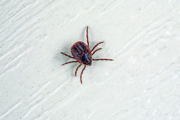 A dangerous parasite and infection carrier mite