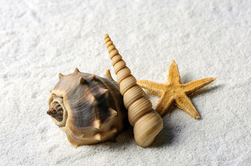 Summer background with shells. Shells and starfish macro. Copy space.
