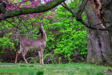 A Deer Eating Flowers off a Tree