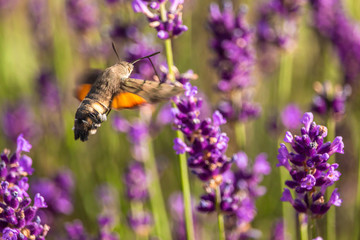 Butterffly and insects in a sunny day