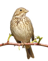 Corn Bunting isolated on white background, miliaria calandra
