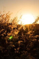 Golden Hour in quarentene