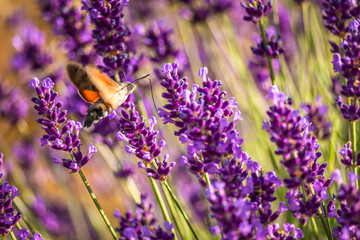 Butterffly and insects in a sunny day