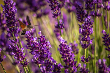 Butterffly and insects in a sunny day