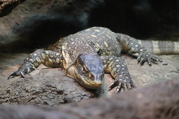Alligator in the everglades