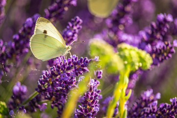 Butterffly and insects in a sunny day