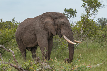 Fototapeta na wymiar Full body view of an African elephant with large tusks