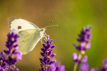 Butterffly and insects in a sunny day
