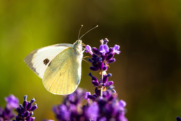Butterffly and insects in a sunny day