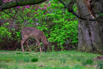 A Deer Eating Grass on the Ground