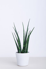 Beautiful snake plant in white pot
