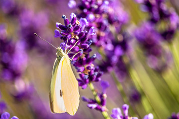 Butterffly and insects in a sunny day