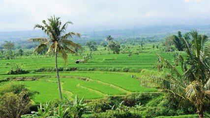 Fototapeta na wymiar rice terraces in bali indonesia
