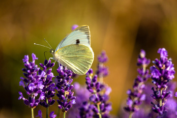 Butterffly and insects in a sunny day