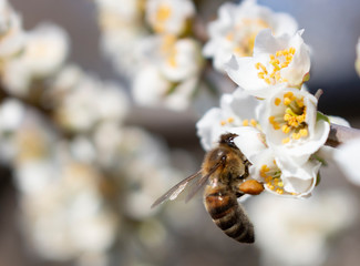Beekeeping, close-up bees, pollination of fruits and honey collection.