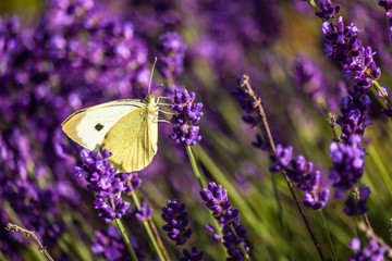 Naklejka premium Butterffly and insects in a sunny day