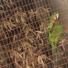 bird in cage