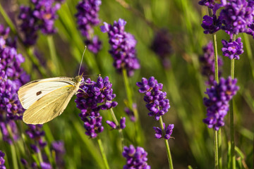 Butterffly and insects in a sunny day