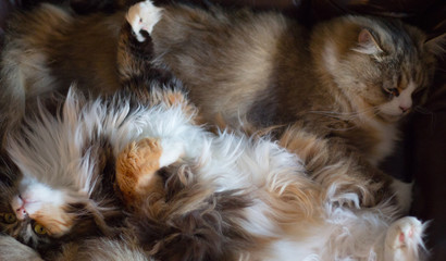 468 Dog Kitten Baby Maine Coon Wall Murals Canvas Prints Stickers Wallsheaven