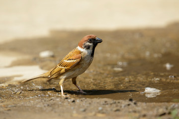 Image of Sparrows are drinking water on the floor. Birds. Animal.
