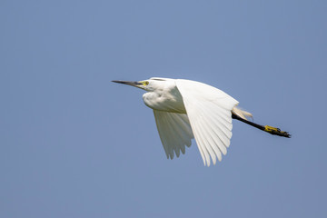Image of little egret (Egretta garzetta) flying in the sky. Birds. Animal.