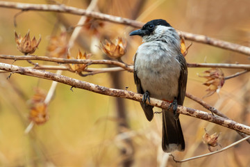 Image of Sooty-headed bulbul (Pycnonotus aurigaster) on a tree branch on nature background. Birds. Animal.
