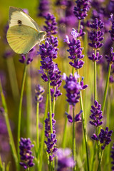 Naklejka premium Butterffly and insects in a sunny day