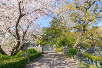 久留米城跡と桜　福岡県久留米市　Kurume Castle ruins and 
Cherry Blossoms Fukuoka Kurume city