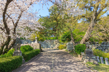 Fototapeta na wymiar 久留米城跡と桜　福岡県久留米市　Kurume Castle ruins and Cherry Blossoms Fukuoka Kurume city