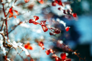 Barberry. Barberry in the snow.