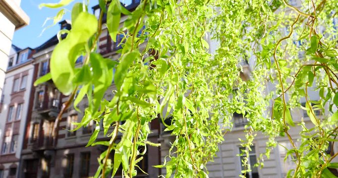 Beautiful willow tree in wind with Haussmannian buildings in background during general outbreak confinement due to coronavirus COVID-19 pandemic