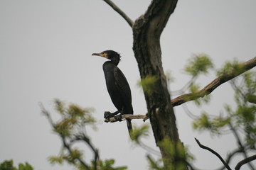 Pygmy cormorant (Microcarbo pygmaeus) on colony captured in Belarus