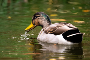 duck in the water