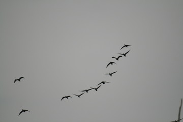 Pygmy cormorant (Microcarbo pygmaeus) on colony captured in Belarus