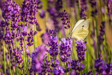 Butterffly and insects in a sunny day