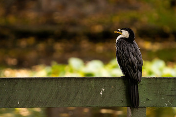 Little shag sitting on a fence