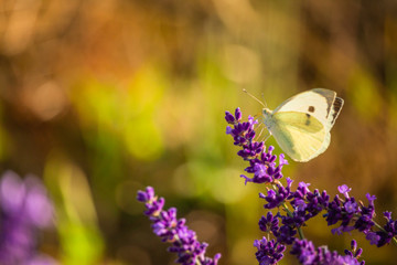 Butterffly and insects in a sunny day