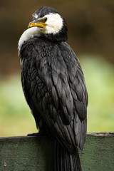 Little shag sitting on a fence