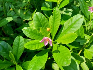 Talinum paniculatum (fame flower, Jewels of Opar, pink baby's breath, ginseng jawa) with natural background