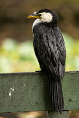 Little shag sitting on a fence