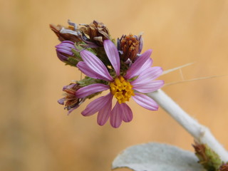 Purple Flower with Buds