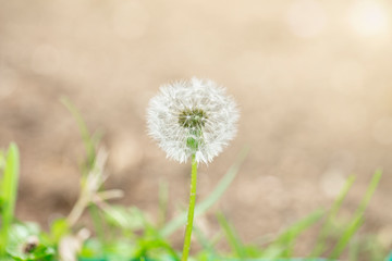 Photo of a dandelion. Taraxacum erythrospermum