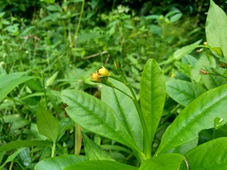 Talinum paniculatum (fame flower, Jewels of Opar, pink baby's breath, ginseng jawa) with natural background